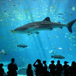 aquarium-scaled